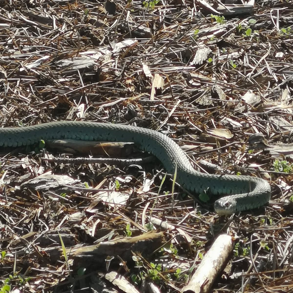 Our neighbor saw this snake roaming around the west pond. I guess this is what shedded the skin I saw the other week…