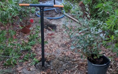 Planting #feijoa in #zone1 and pruning the #bottlebrushflower to give them sun.
