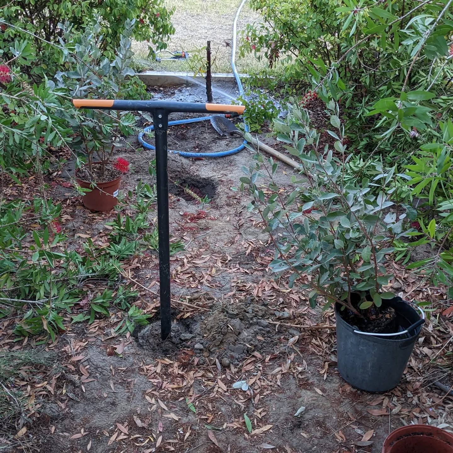 Planting #feijoa in #zone1 and pruning the #bottlebrushflower to give them sun.