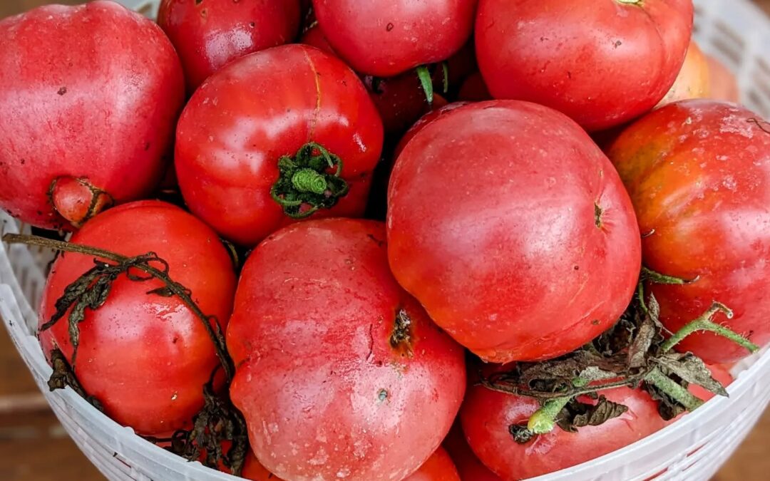 The tomato harvest today. Should it be used for salads or sauce?