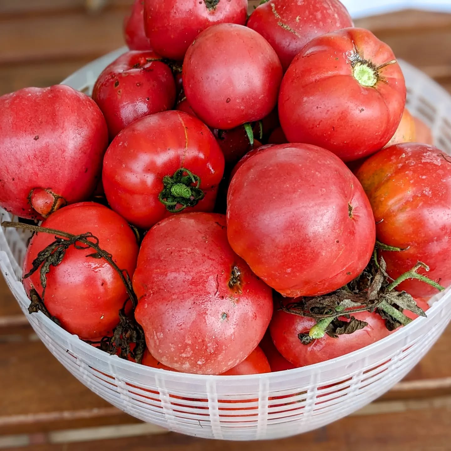 The tomato harvest today. Should it be used for salads or sauce?