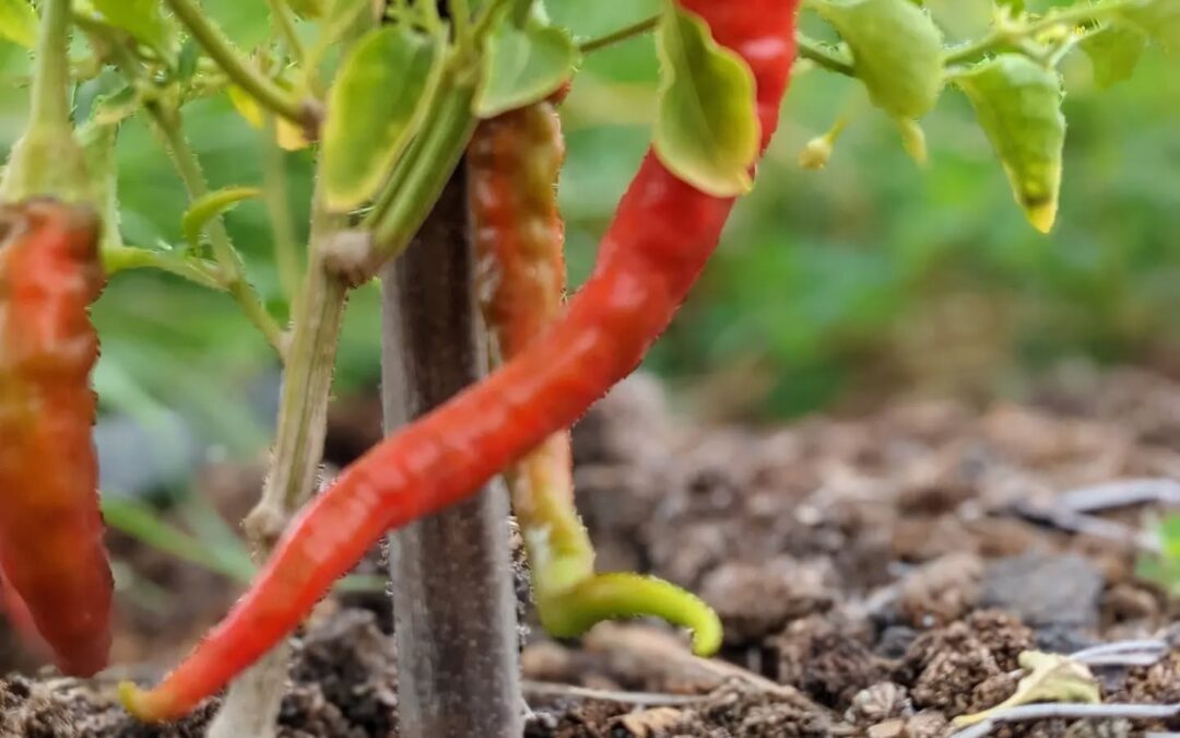 We have peppers! What a surprise :)