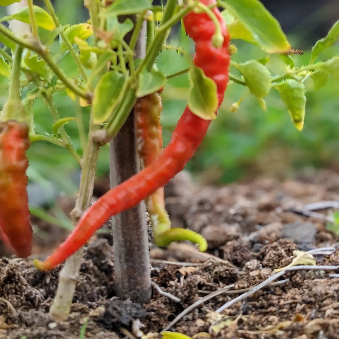 We have peppers! What a surprise :)
