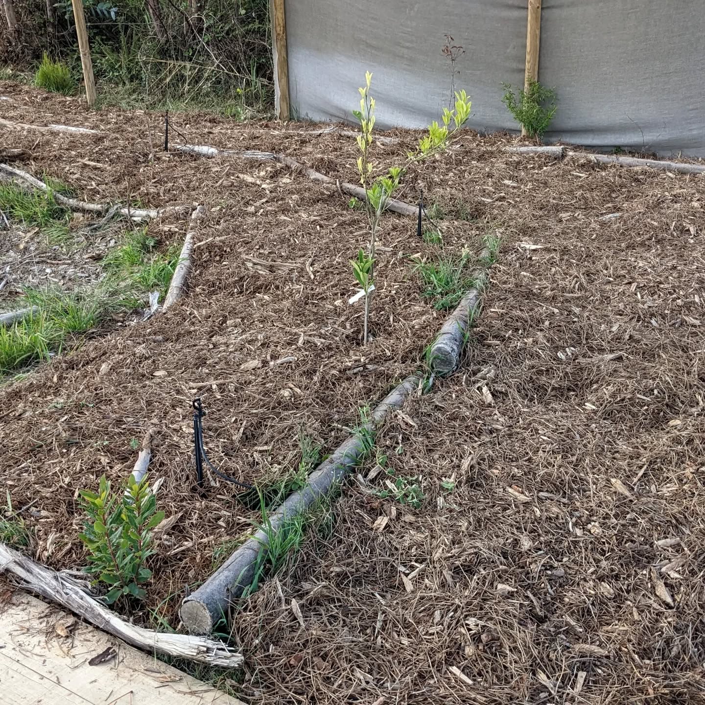Mulching bare soil on and around this access path.