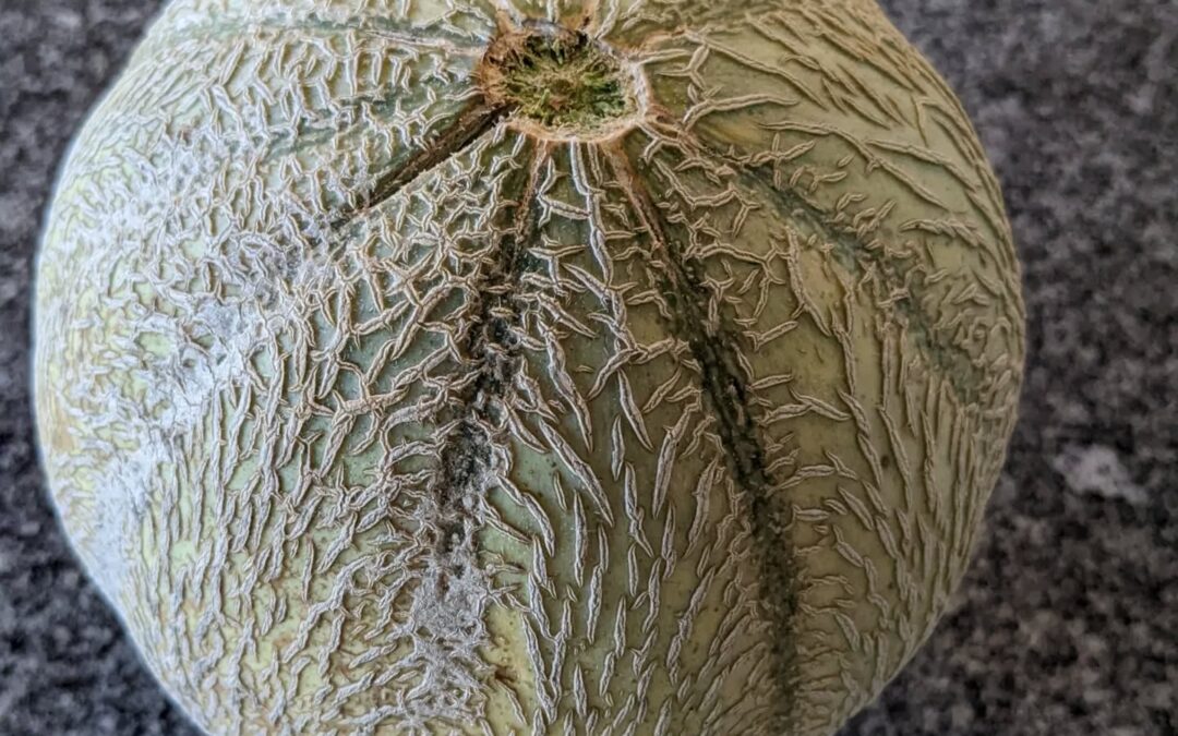 #harvest #melon #cantaloupe
