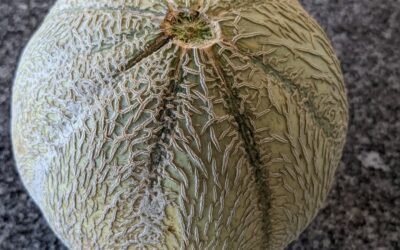 #harvest #melon #cantaloupe