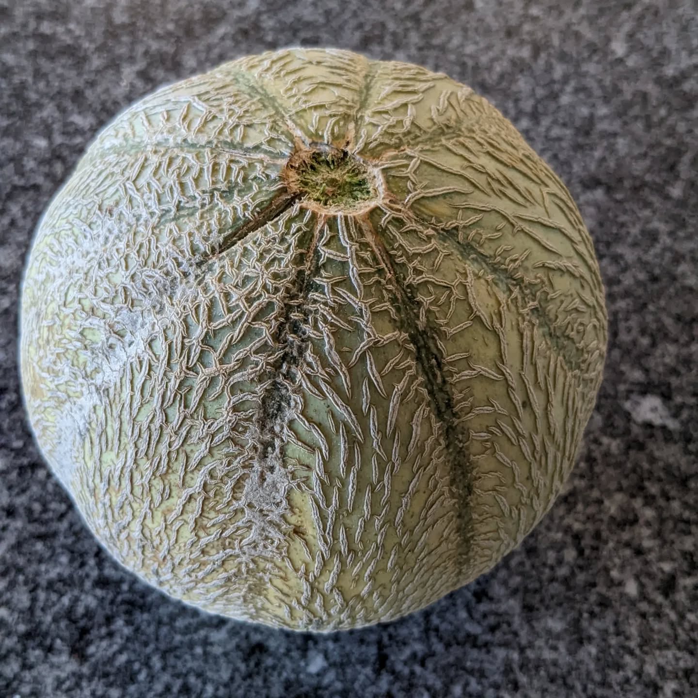 #harvest #melon #cantaloupe