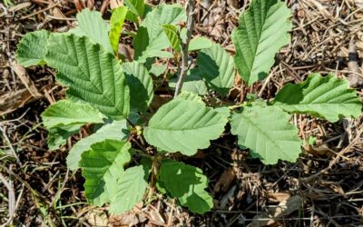 One of the few – possibly only! – alders (alnus glutinosa / amieiro) that made it.