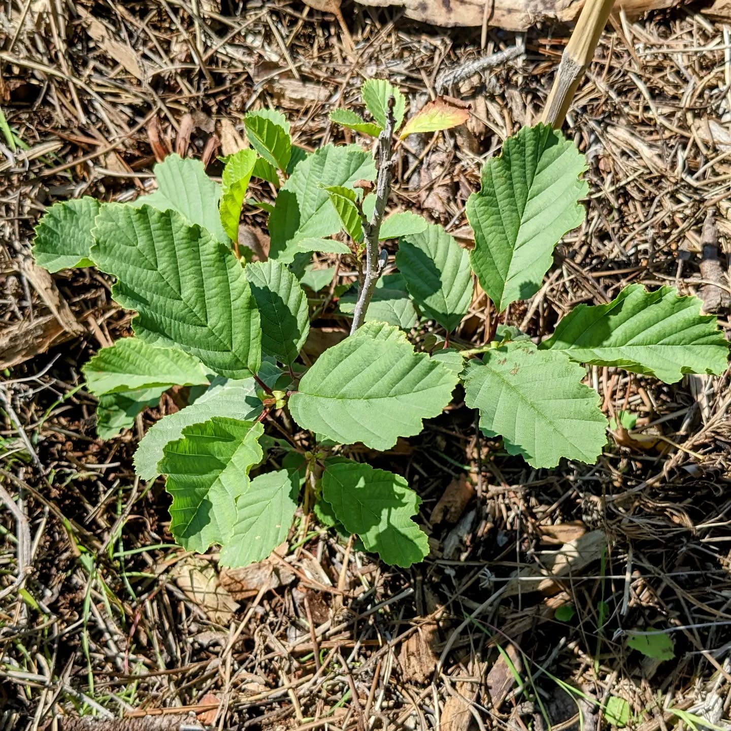 One of the few – possibly only! – alders (alnus glutinosa / amieiro) that made it.