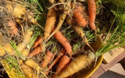 Sometimes we harvest