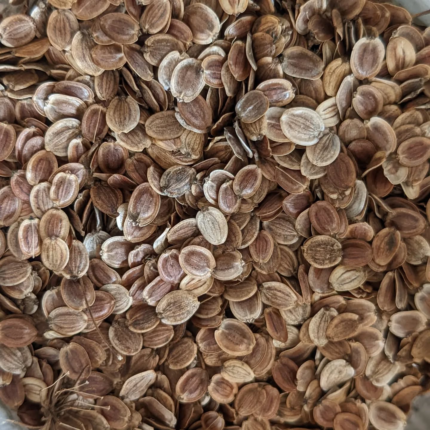 Collecting Parsley and Oregano seeds