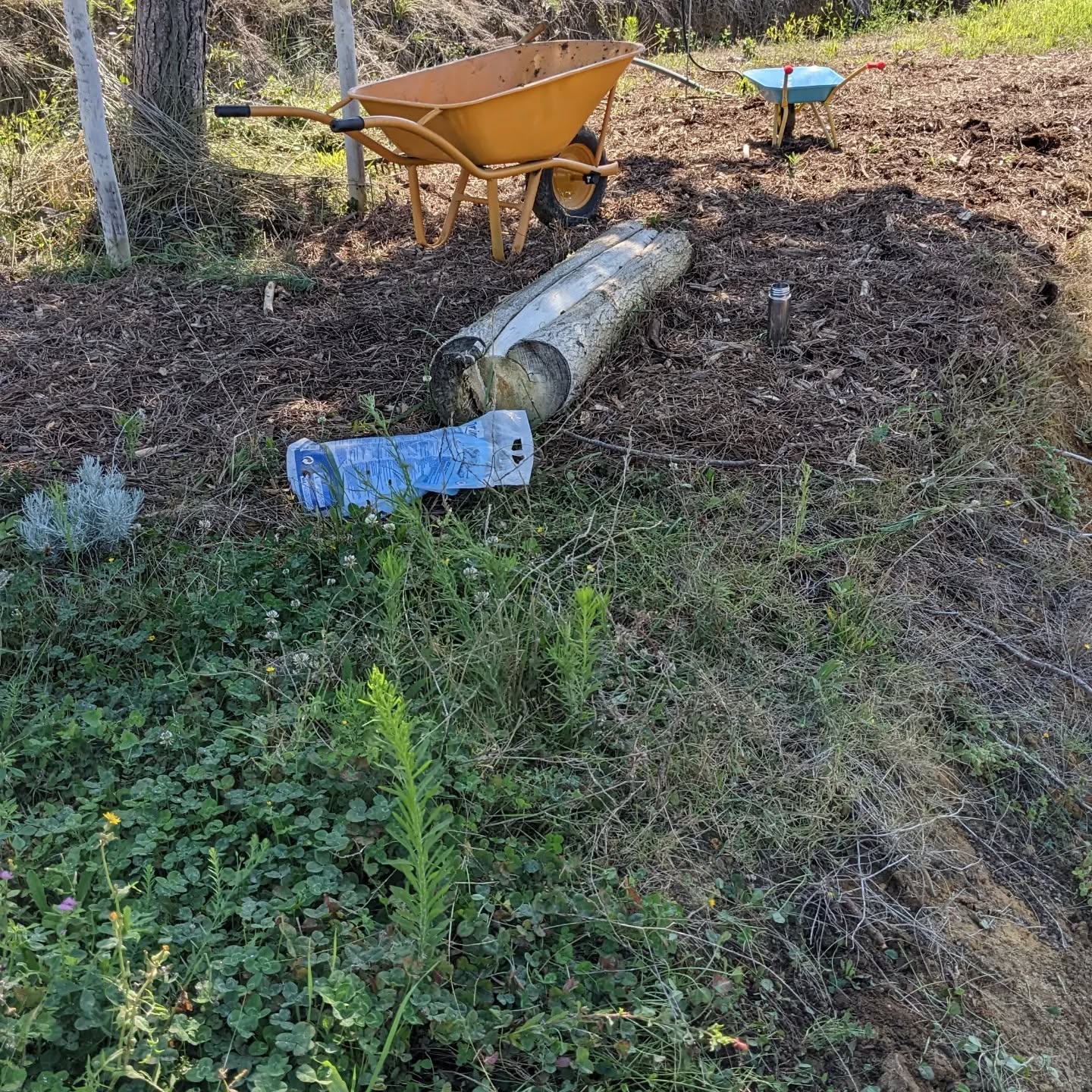 Added some #mulch to cover bare soil around the south #pond and started trying to seal it with #bentonite again.