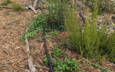 Cleaned the west pond plant lines of weeds and replaced their soaker hose #irrigation with #microspinklers
