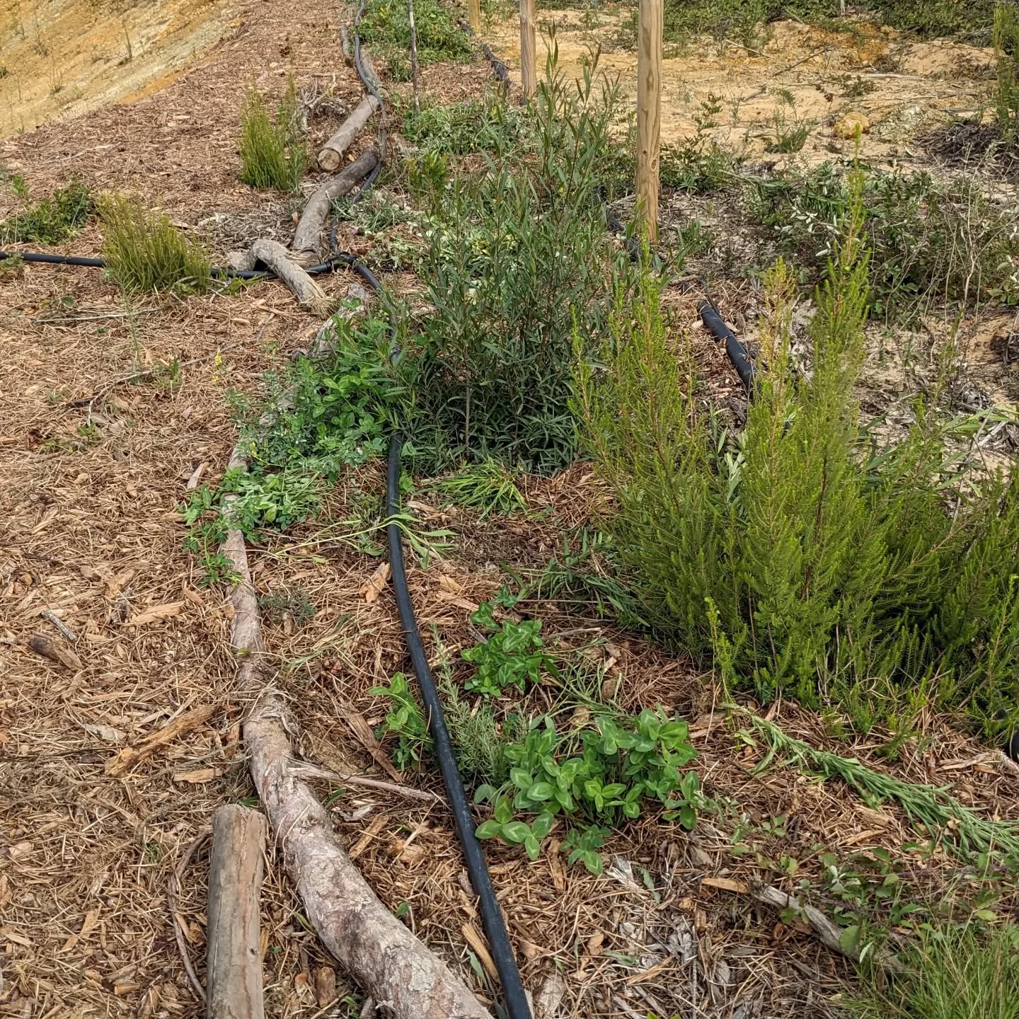 Cleaned the west pond plant lines of weeds and replaced their soaker hose #irrigation with #microspinklers
