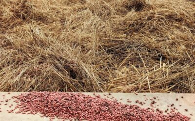#covercropping After the straw, we are adding some cover crop, mostly to function as green manure.