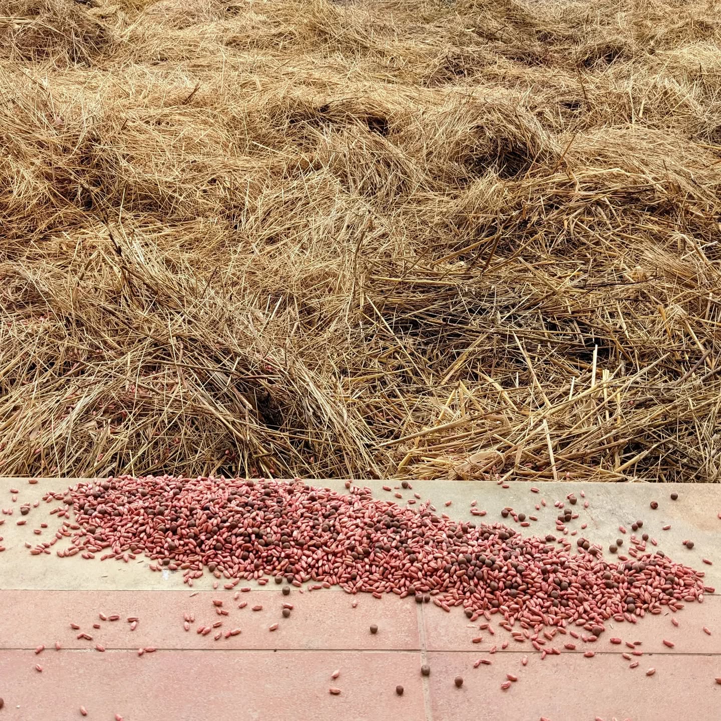 #covercropping After the straw, we are adding some cover crop, mostly to function as green manure.