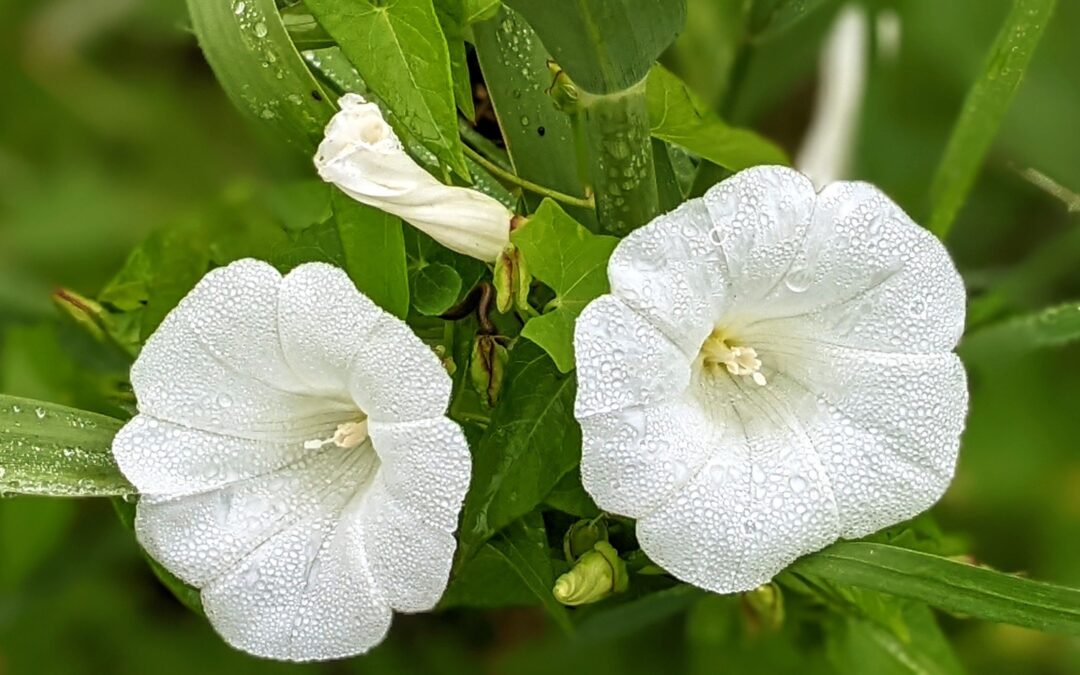 #weed, #wildflower, or simply a #flower?