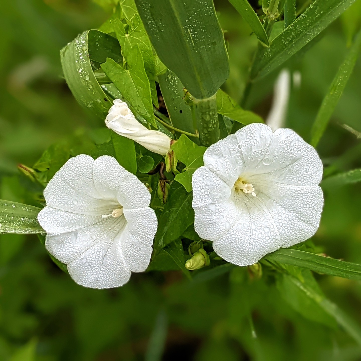 #weed, #wildflower, or simply a #flower?
