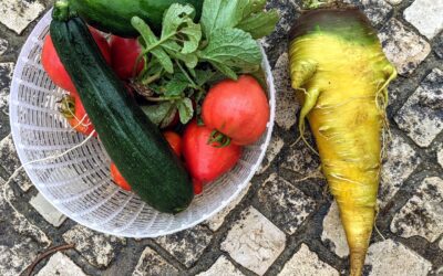 It is all about perspectives. Today’s harvest seemed quite big, but once you put it next to the carrot we found yesterday, it looks tiny.