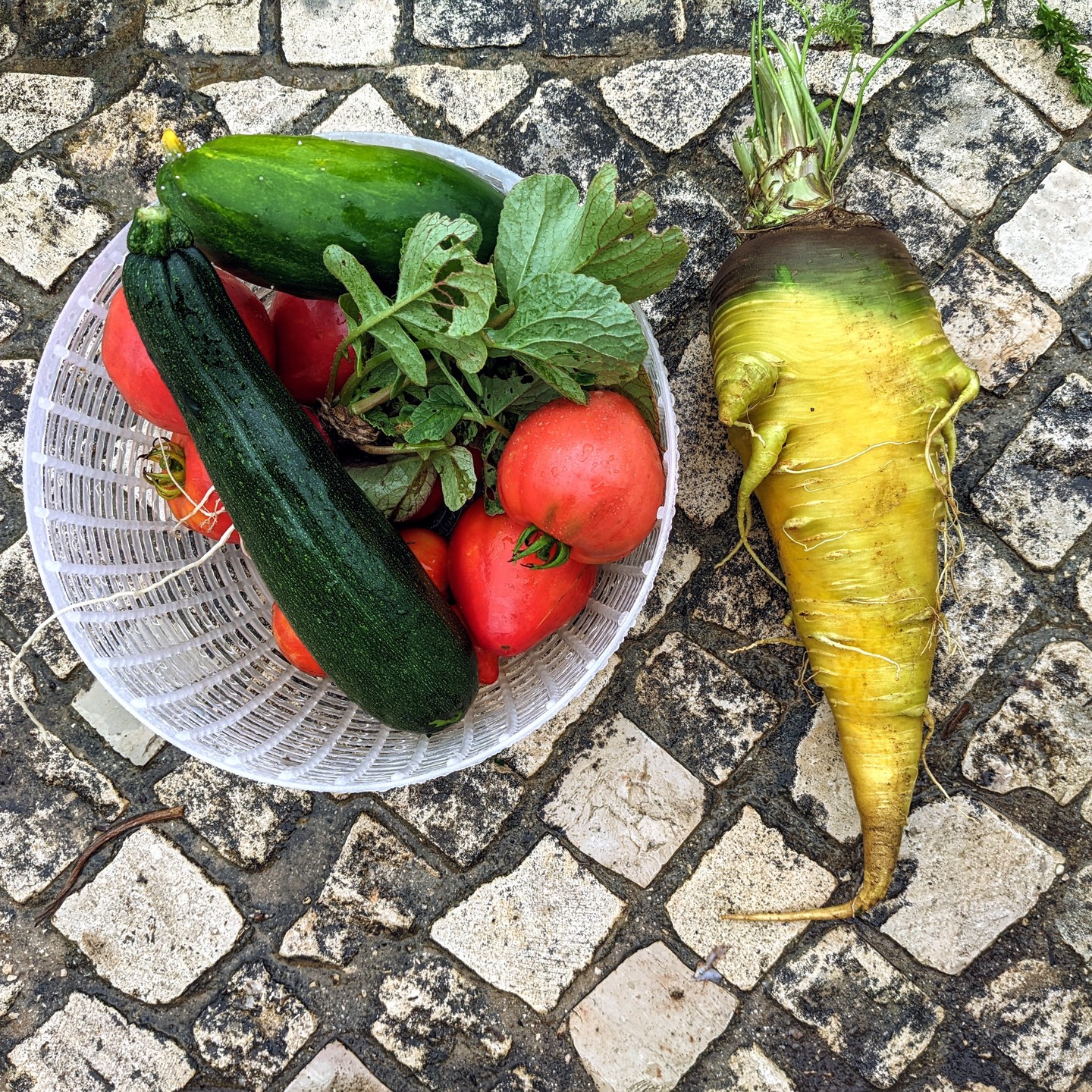 It is all about perspectives. Today’s harvest seemed quite big, but once you put it next to the carrot we found yesterday, it looks tiny.