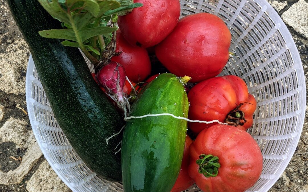 The garden´s harvest this morning. #Tomatoes, #raddish, #cucumber, and #courgette.