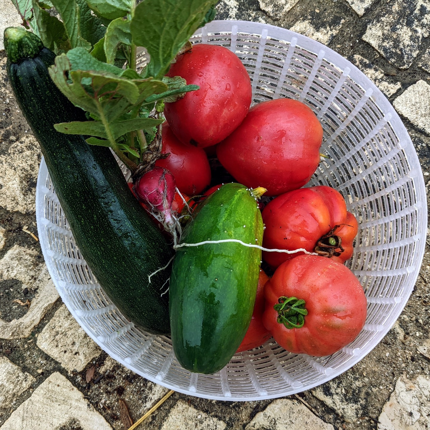 The garden´s harvest this morning. #Tomatoes, #raddish, #cucumber, and #courgette.