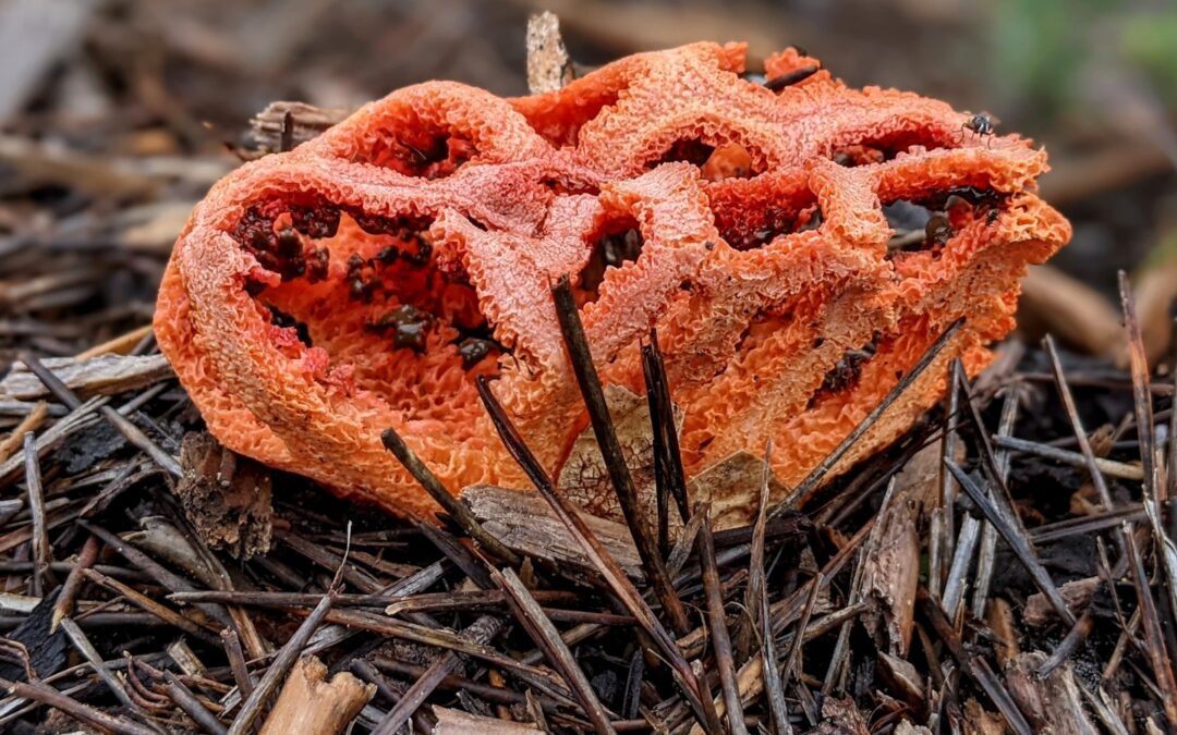 #Redcage fungus, also known as basket or latticed stinkhorn.