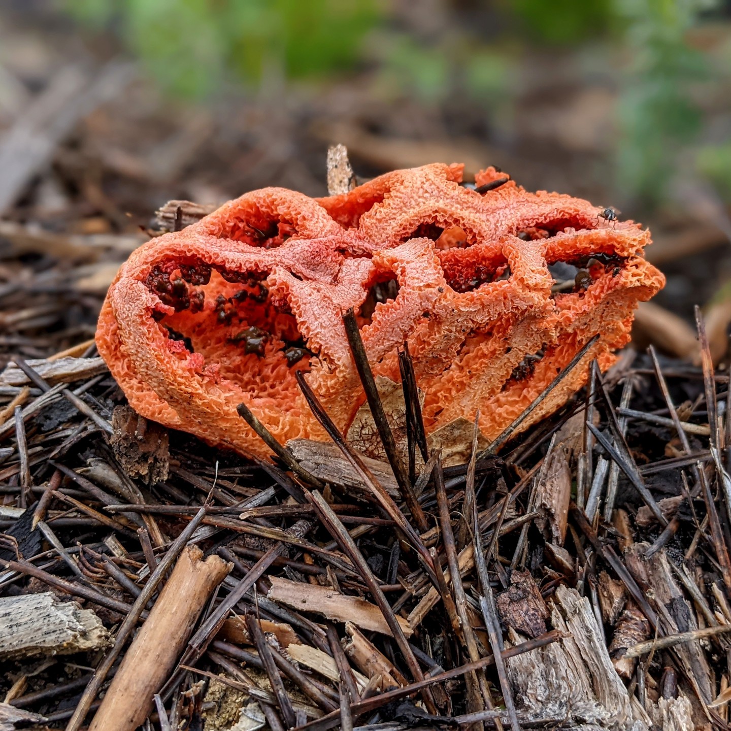 #Redcage fungus, also known as basket or latticed stinkhorn.