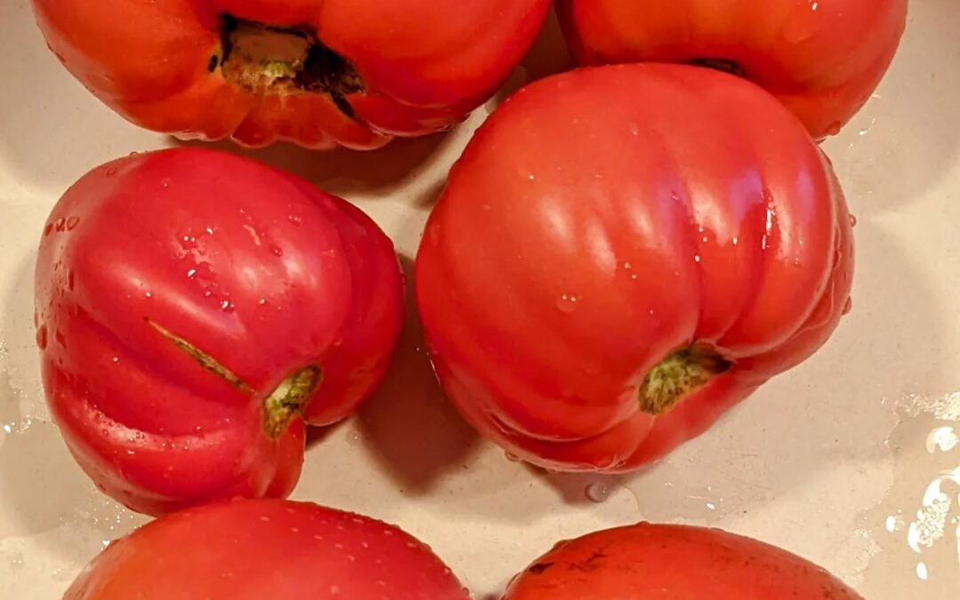 Tonight’s #tomato #harvest