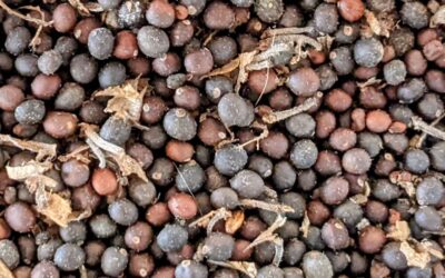 Collecting #sage seeds. Even the smell is fantastic.