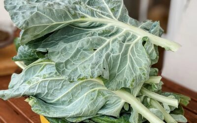 Made the first batch of #sauerkraut from our own #cabbage leaves.