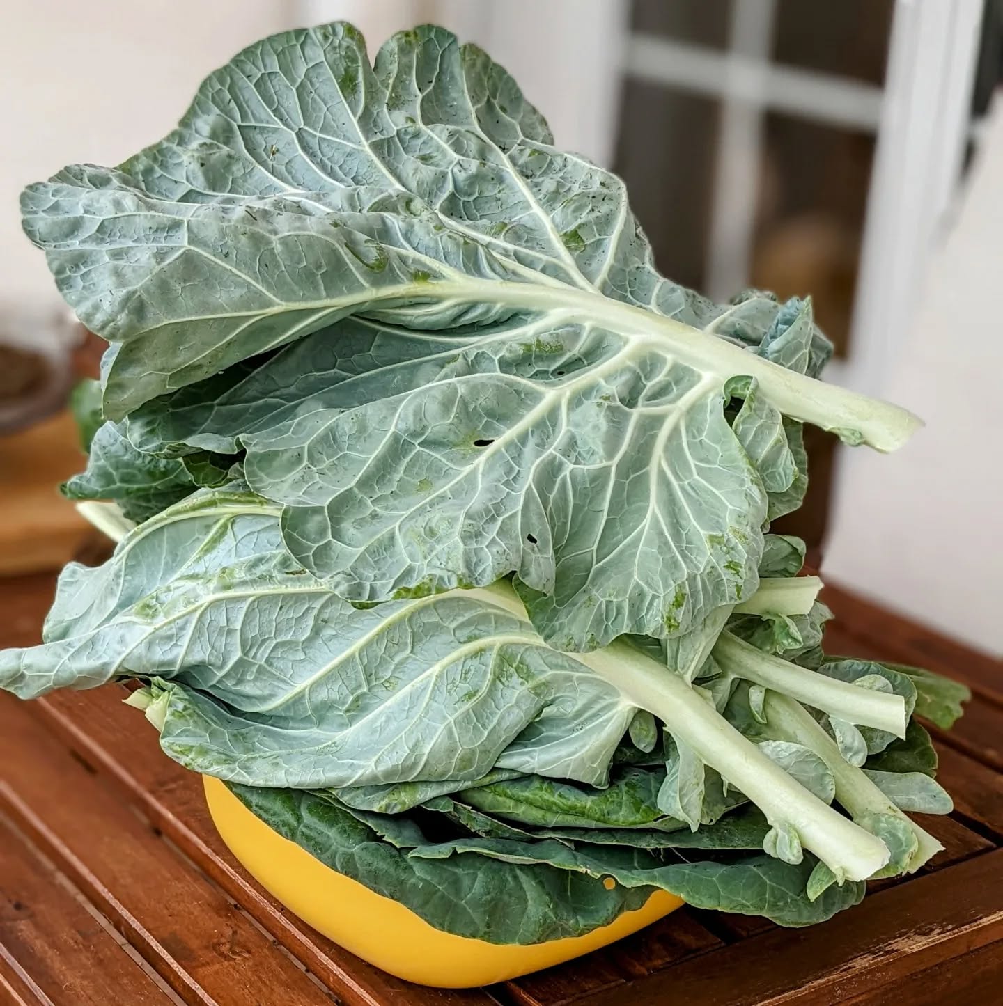 Made the first batch of #sauerkraut from our own #cabbage leaves.