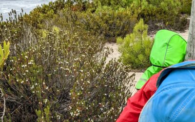 #camarinha foraging season!