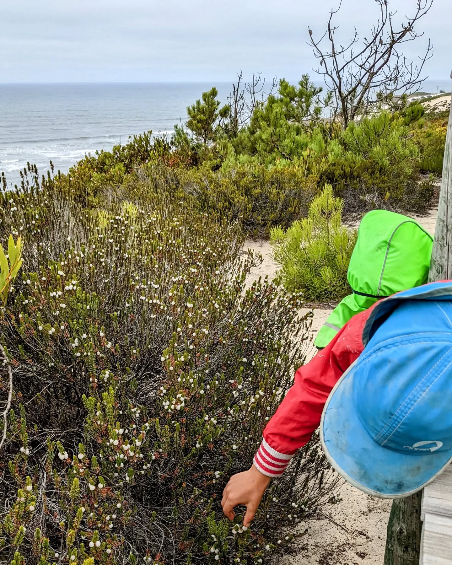 #camarinha foraging season!