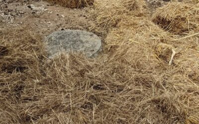 Mulching bare soil north and west of the house with straw.