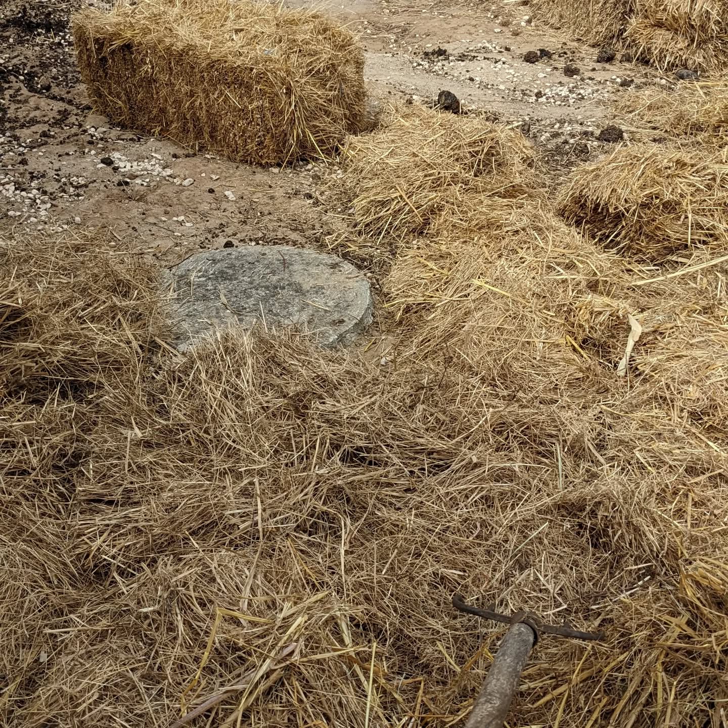 Mulching bare soil north and west of the house with straw.