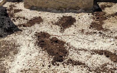 Finished removing calçada and applied some rabbit manure around the decorative fountain.