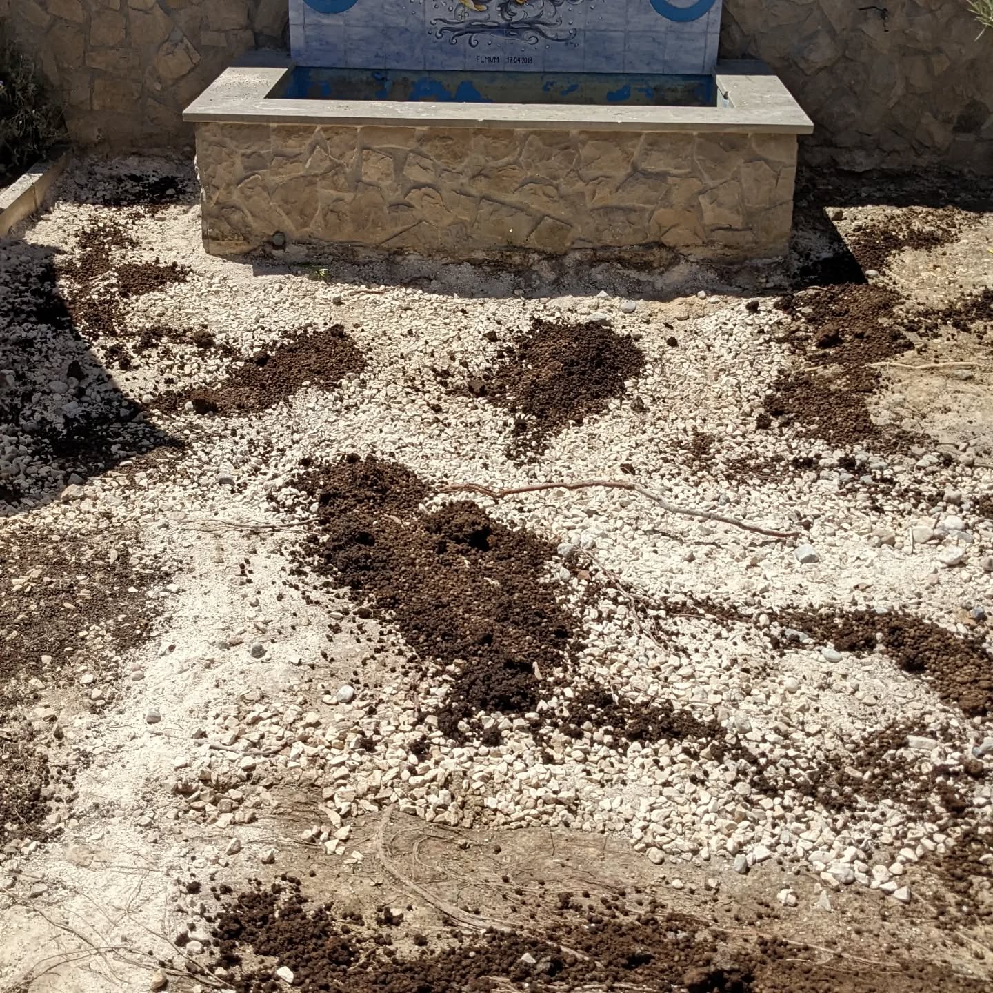 Finished removing calçada and applied some rabbit manure around the decorative fountain.