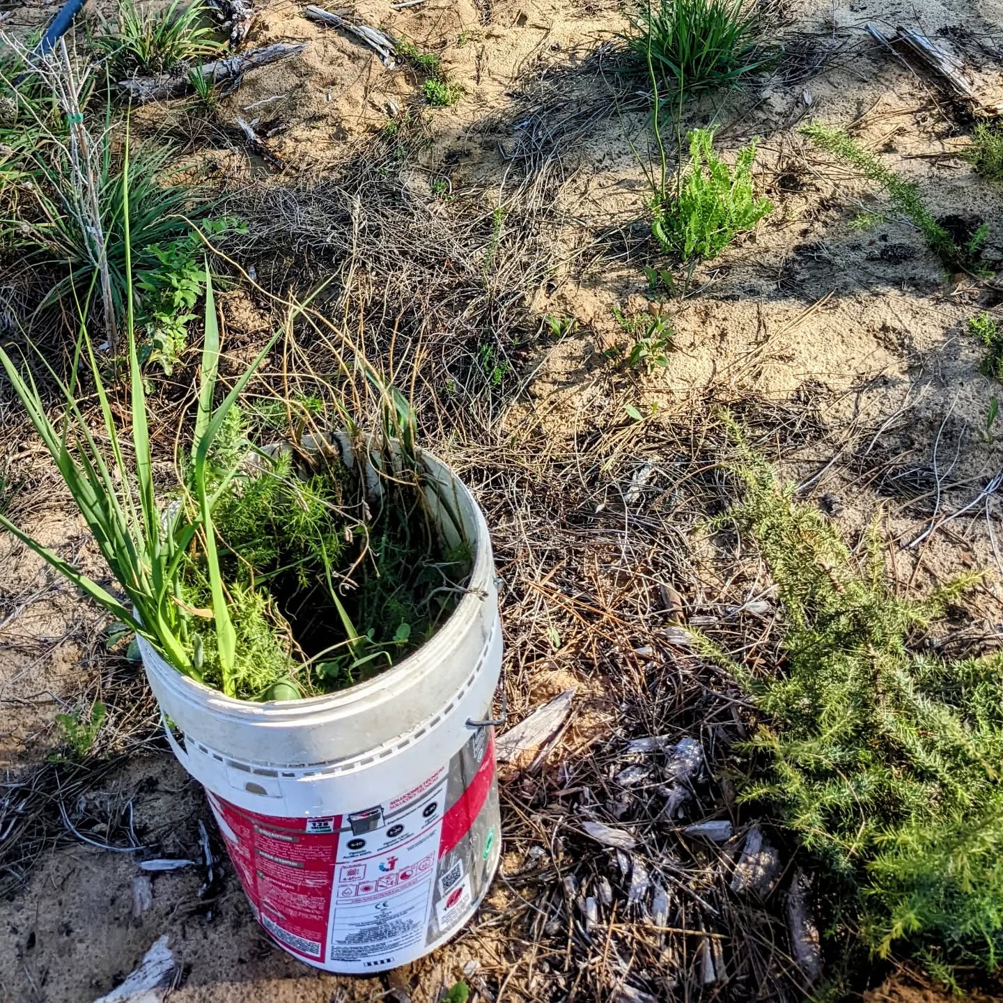 Weeding the west #swale berm. Spiky (blackberries, gorse) or eagerly rooting (giant reed) things go in the bucket, the rest is left where it was pulled from.