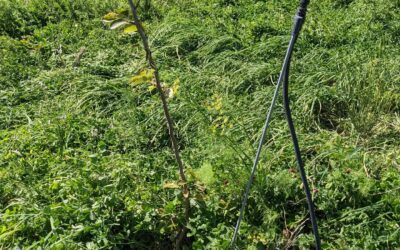 Cleaning around trees in #zone2