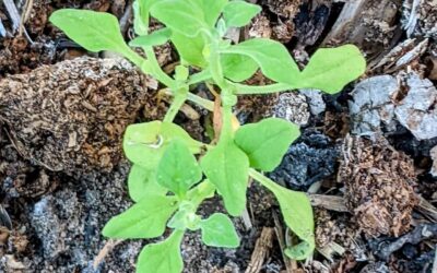 Autumn planting. Finally added some extra goodies for next season. Lettuce, Cabbage, Broccoli, Cauliflower and Spinach. These ones are seedlings to diversify the risk. Let’s see what thrives.