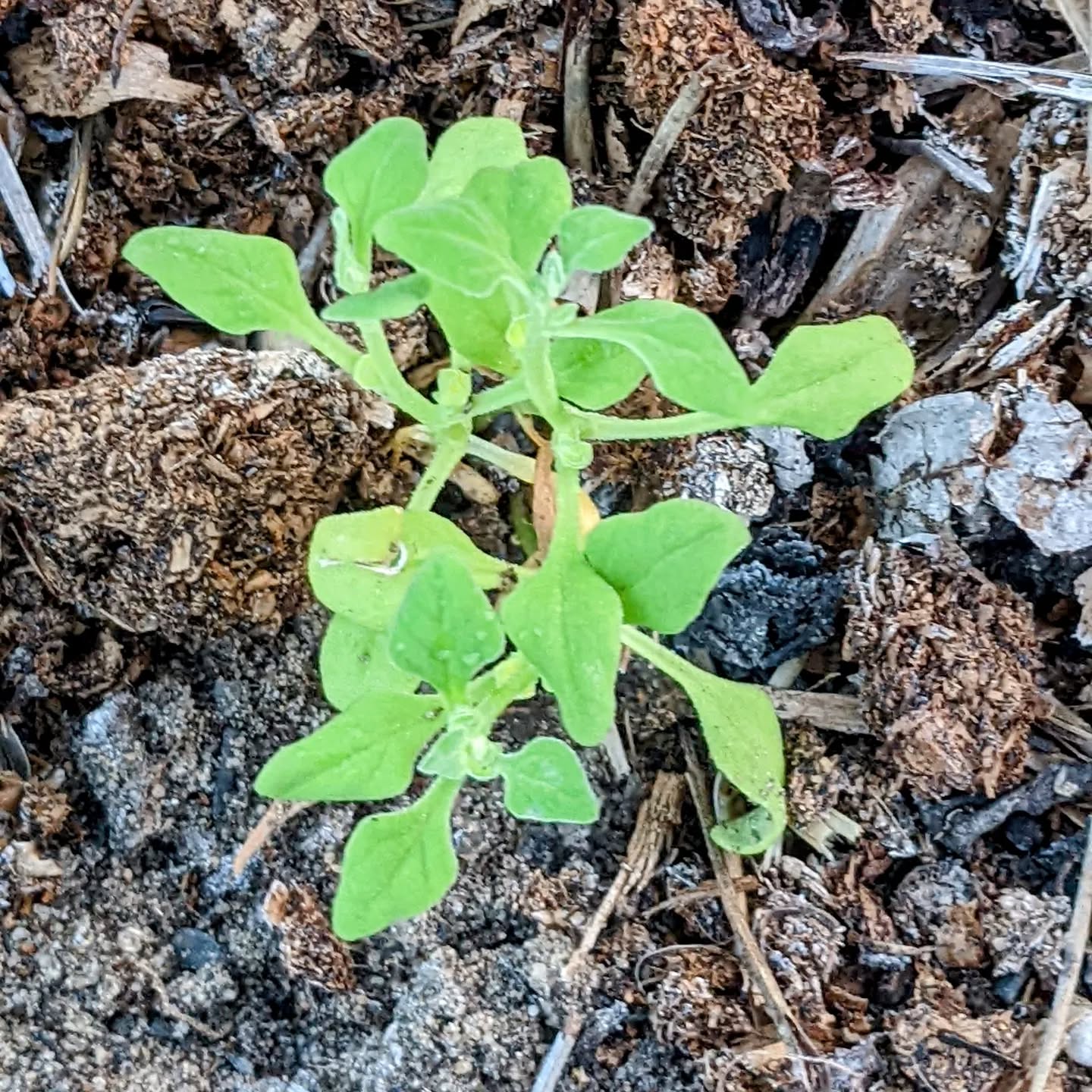 Autumn planting. Finally added some extra goodies for next season.  Lettuce, Cabbage, Broccoli, Cauliflower and Spinach. These ones are seedlings to diversify the risk. Let’s see what thrives.