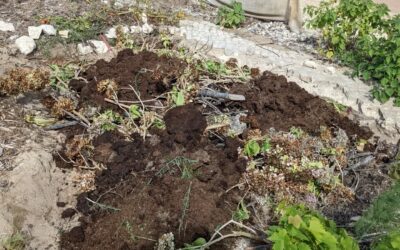 Added manure and soil to the new #hugelbed