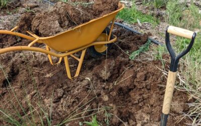 Spreading the last remaining pile of cow manure to cover bare soil spots.