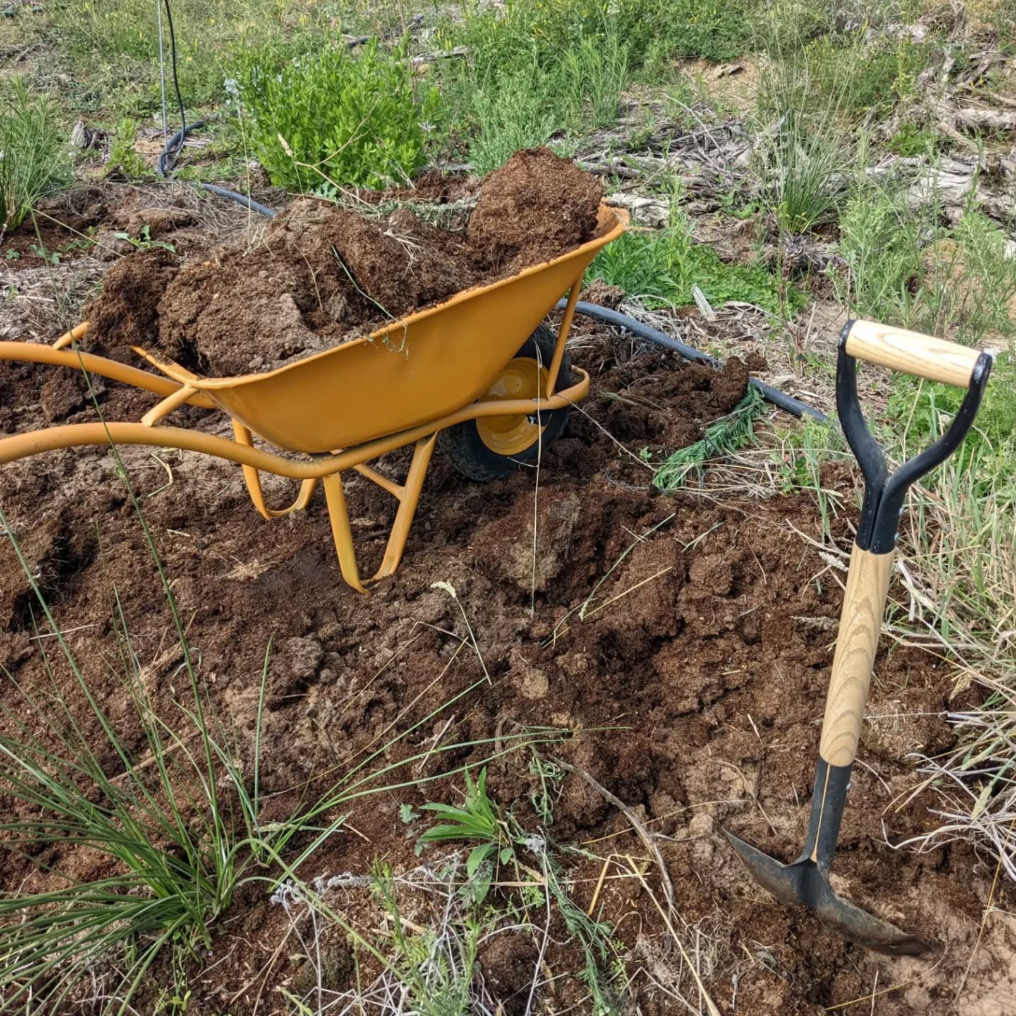Spreading the last remaining pile of cow manure to cover bare soil spots.