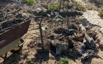 Filling the hole left from removing the old brick raised bed with woody stuff (eucalyptus chunks, pine branches, and hortênsias cut yesterday) to make a hugelbed.