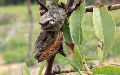 #almond #harvest
