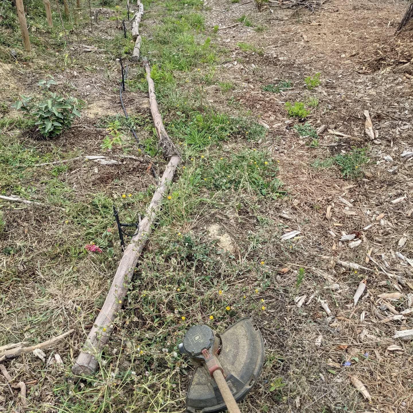 #weedwhacking