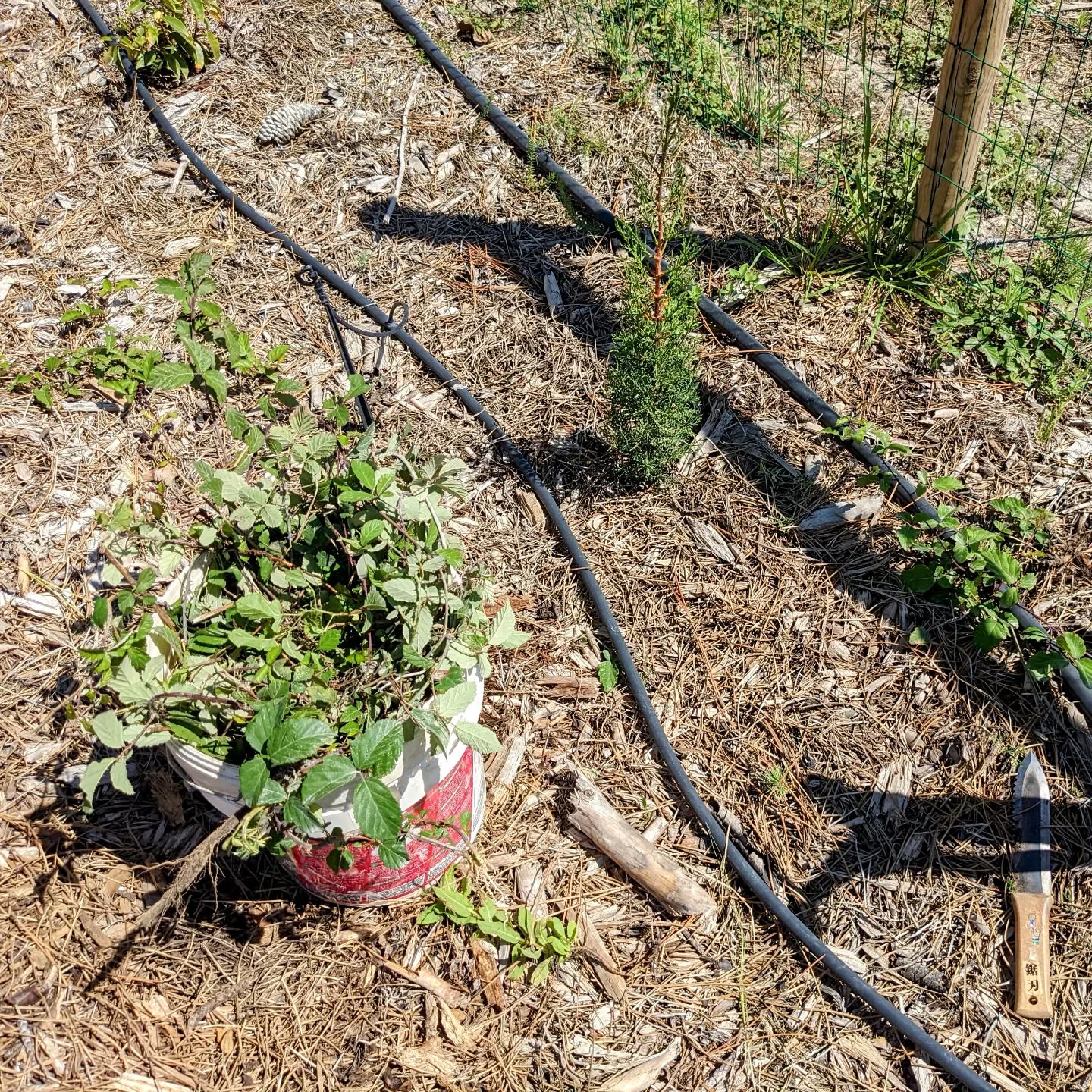 Removing wild blackberry and giant reed growth.