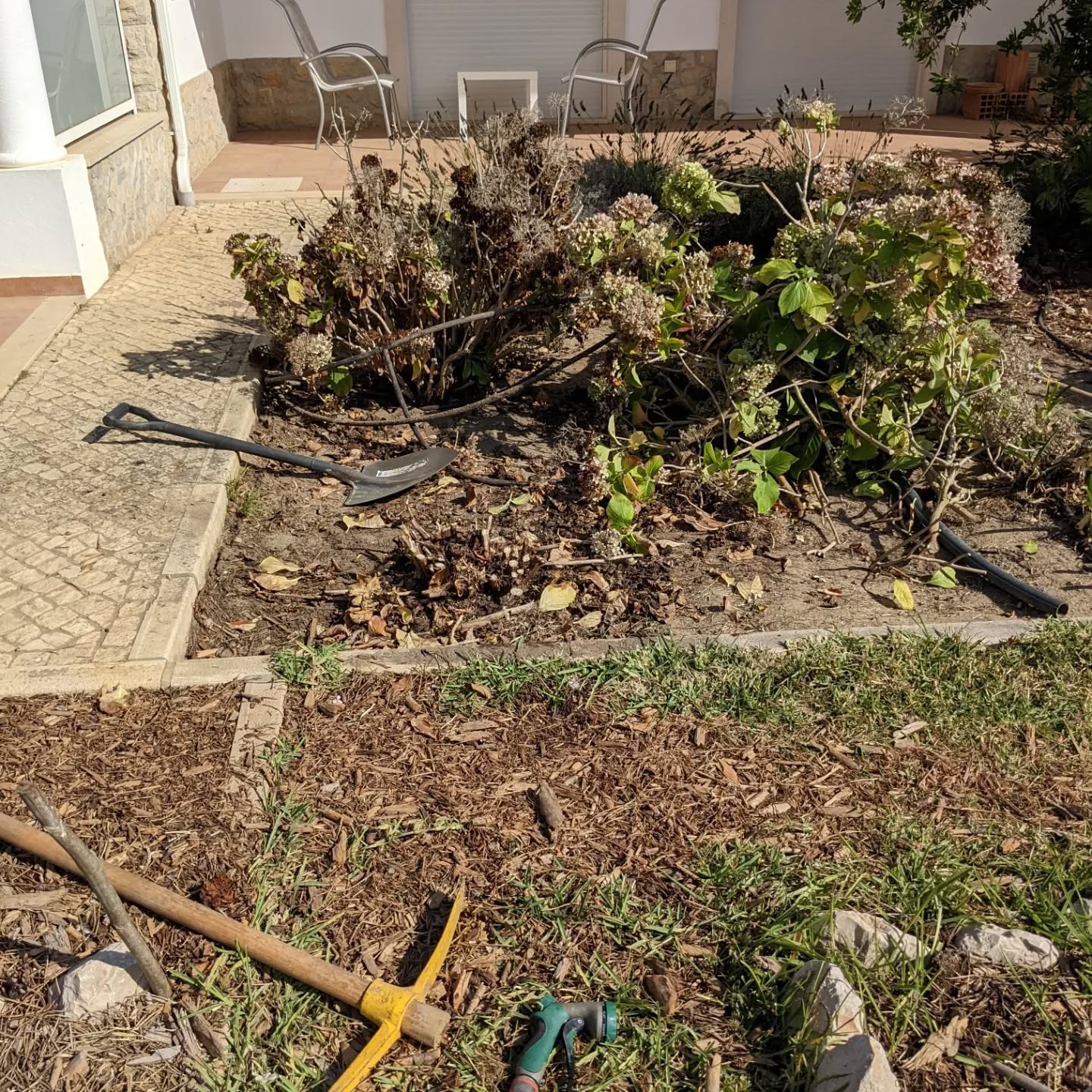Removing some hortênsias next to the house to make room.for a #passionfruittree